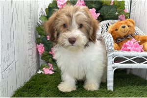 Figaro - Havanese for sale