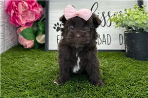 Grace - Havanese for sale