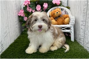 Kodiak - Havanese for sale