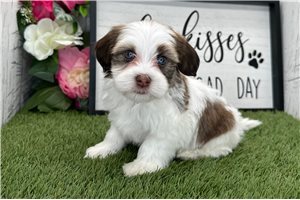 Linus - Havanese for sale