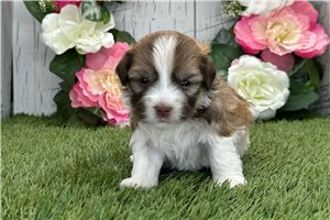Kohen - puppy for sale