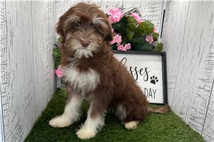 Kimball - Havanese for sale