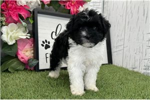 Norris - Havanese for sale