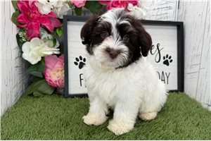 Nora - Havanese for sale