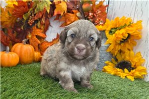 Anthony - Havanese for sale
