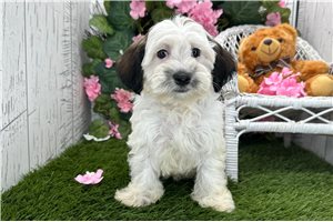Vicky - Havanese for sale