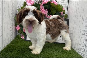 Kash - Havanese for sale