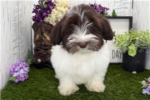 Samantha - Havanese for sale