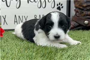 Nina - puppy for sale