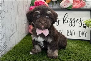 Elias - Havanese for sale