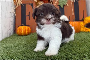 Aurora - puppy for sale