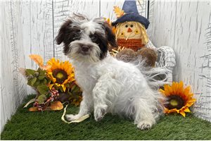 Dayla - Havanese for sale
