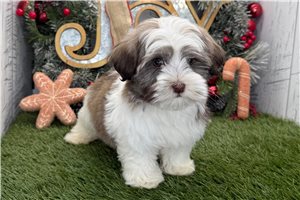 Ethan - Havanese for sale