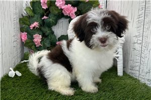 Spirit - Havanese for sale