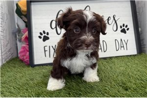 Alma - puppy for sale