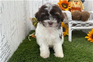Rissa - Havanese for sale