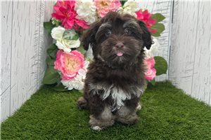 Elias - puppy for sale