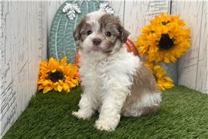 Ryder - Havanese for sale