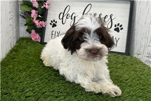 Tommy - Havanese for sale