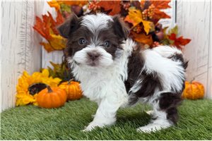 Liam - puppy for sale