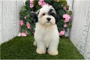 Adam - Havanese for sale