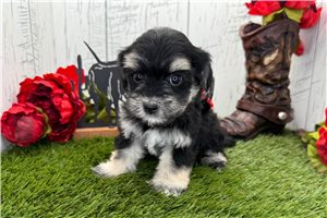 Misty - Havanese for sale