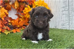 Ashley - Havanese for sale