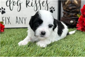 Luke - Havanese for sale