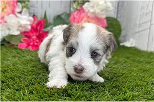 Khalil - puppy for sale