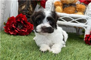 Oakleigh - Havanese for sale