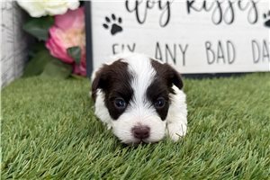 Ozzy - puppy for sale