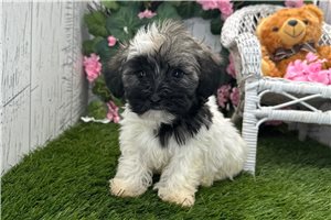 Sydney - Havanese for sale