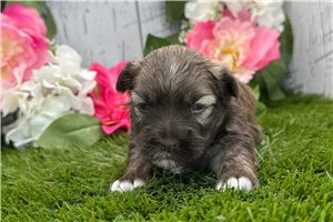 Legend - Havanese for sale