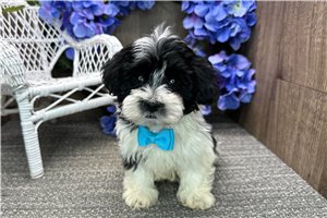 Barton - puppy for sale