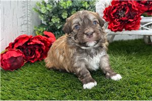 Nicholas - Havanese for sale