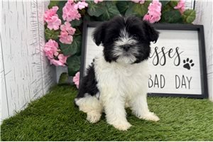 Cookie - Havanese for sale