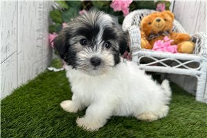 Saffron - Havanese for sale