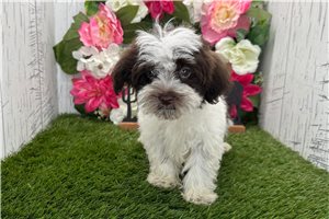 Tosha - puppy for sale