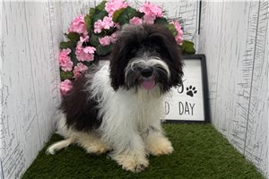 Draco - Havanese for sale