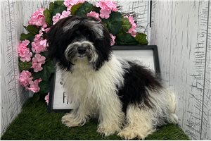 Vern - Havanese for sale
