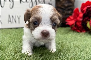 Millie - puppy for sale