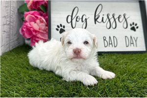 Jeremiah - puppy for sale