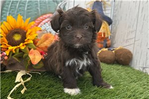 Lancelot - Havanese for sale