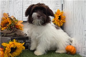 Gia - puppy for sale