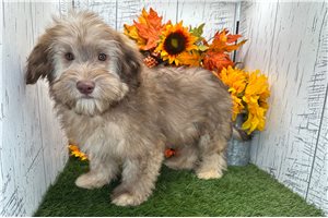 August - Havanese for sale