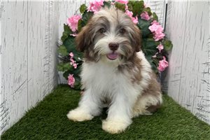 Dora - Havanese for sale
