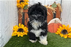 Brett - Havanese for sale