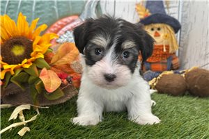 Makai - Havanese for sale
