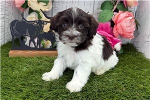 Kairo - Havanese for sale
