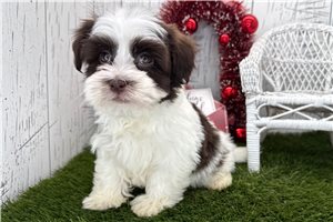 Shiloh - puppy for sale